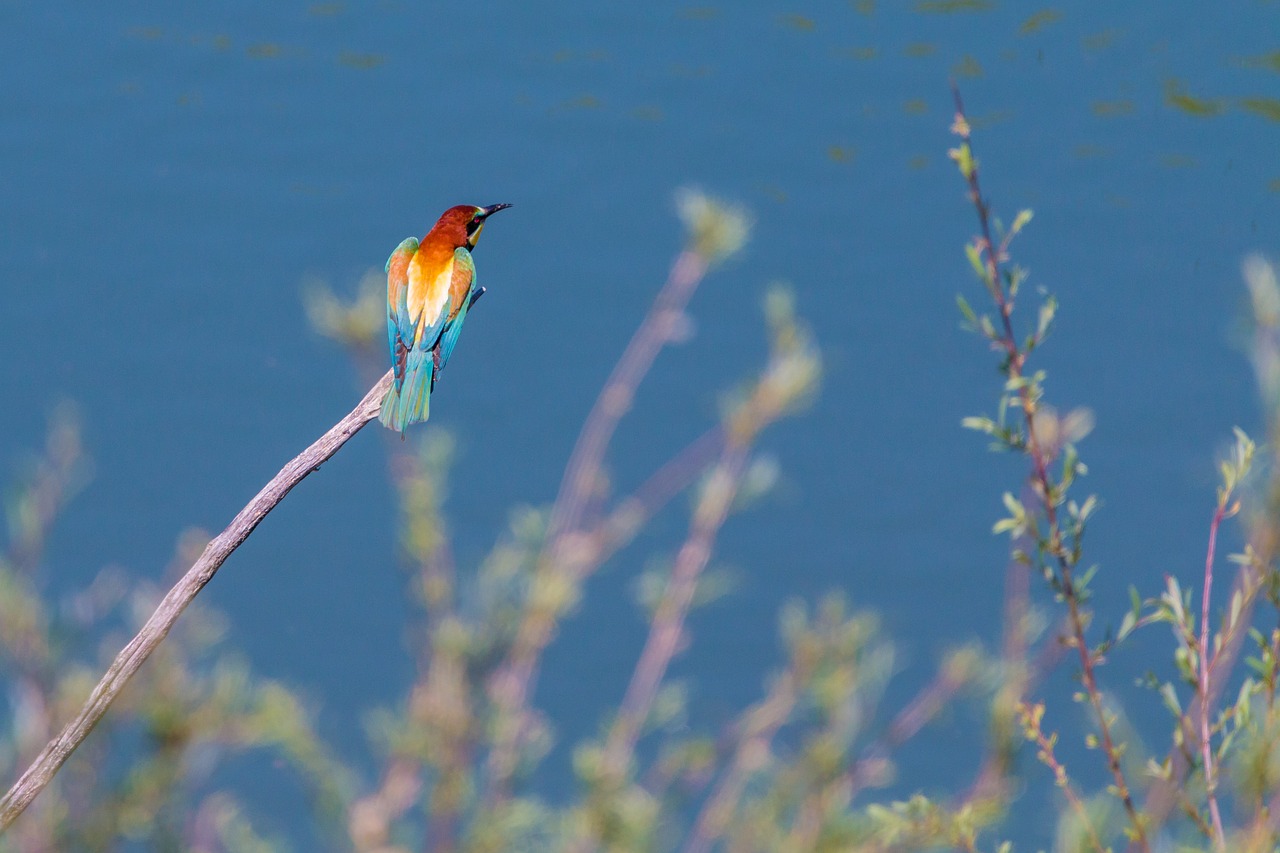 european bee eater bird colorful birds free photo