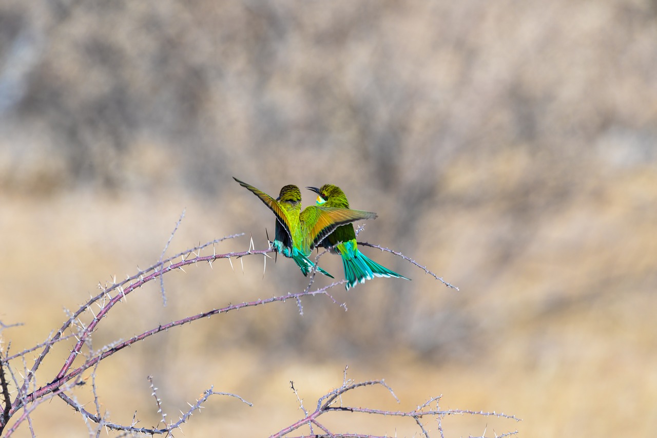 european bee eater  bird  birds free photo