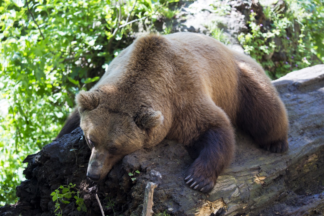 european brown bear afternoon nap sleeping on a log free photo