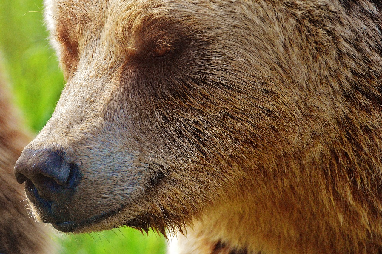 european brown bear wild animal bear free photo