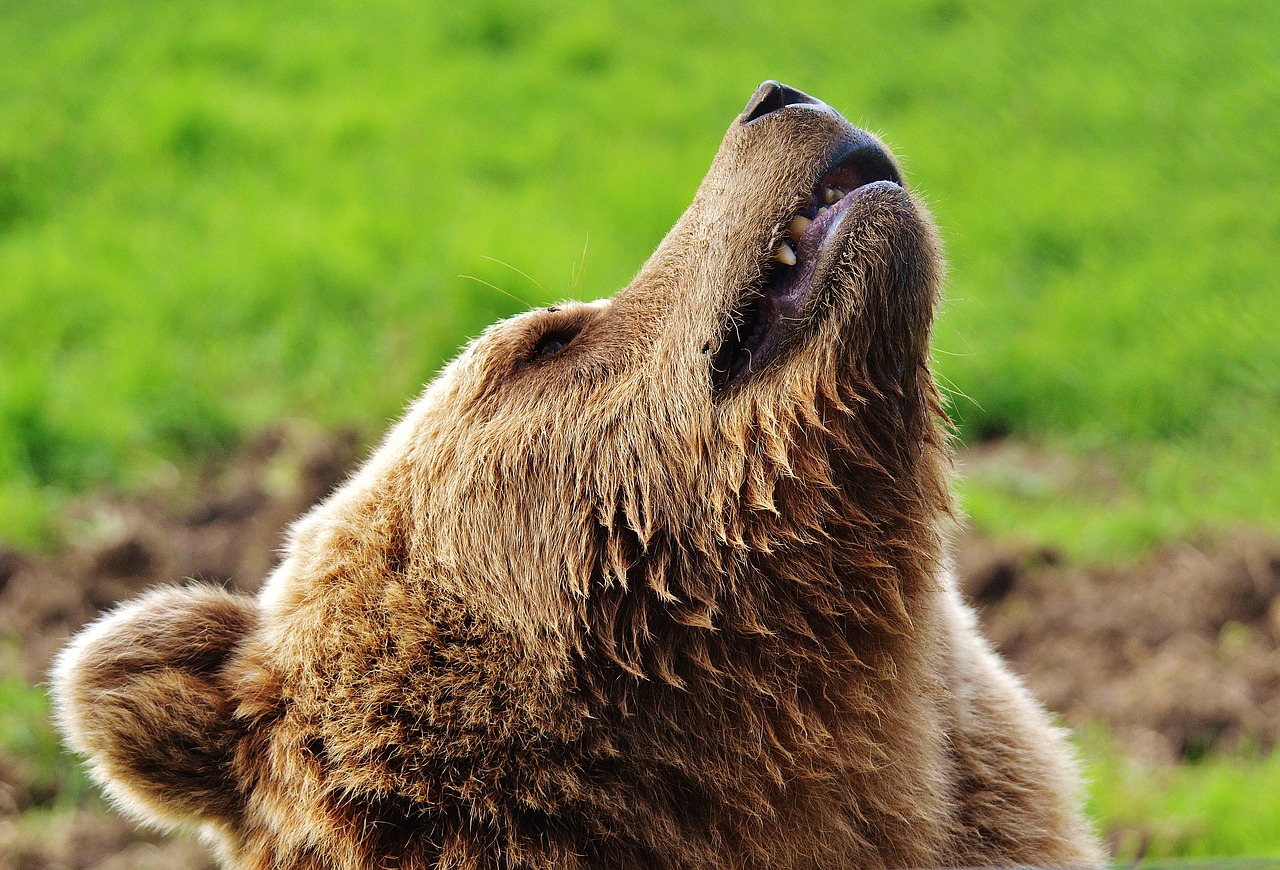 european brown bear wild animal bear free photo