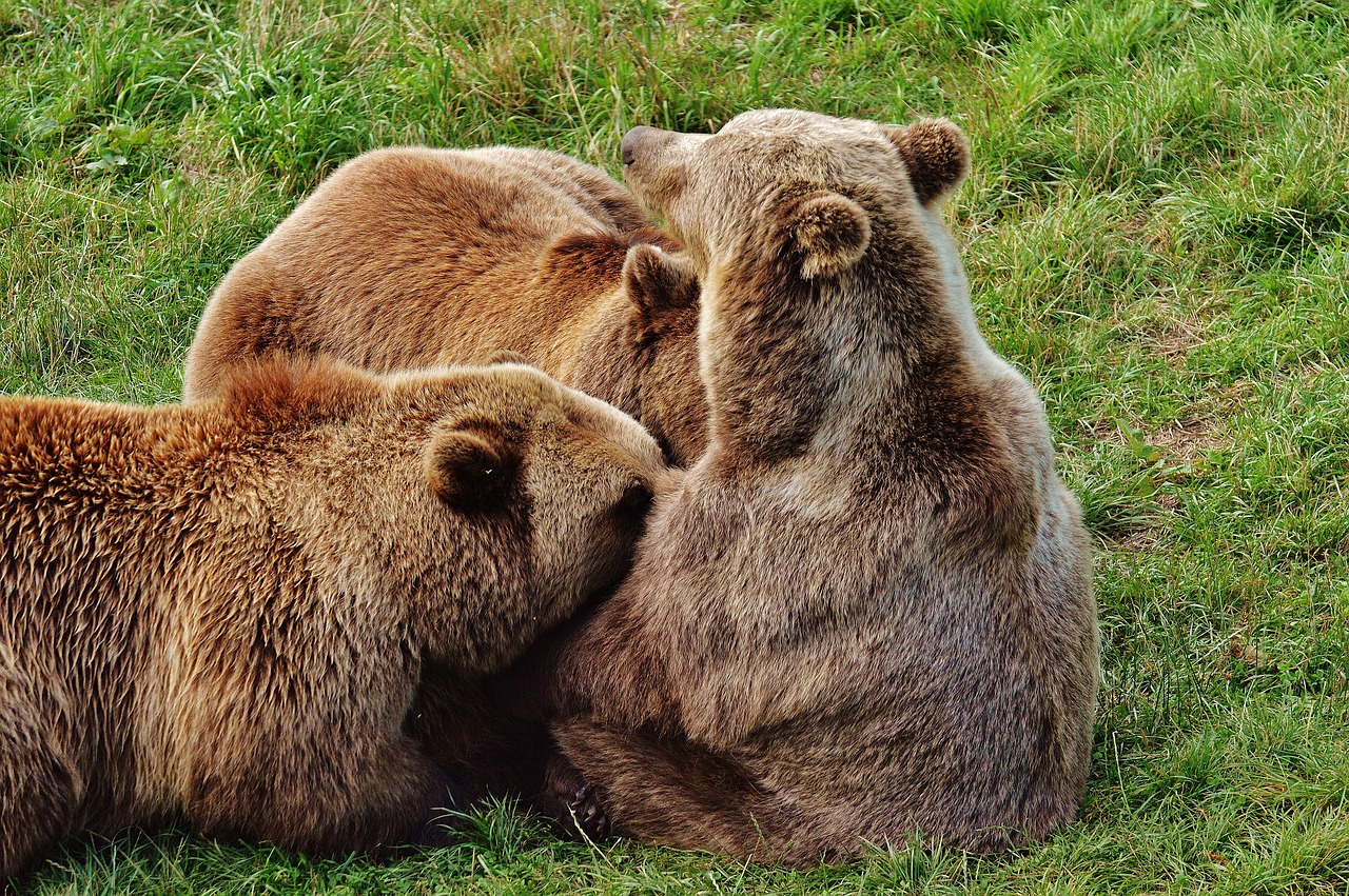 european brown bear suckle young animals free photo