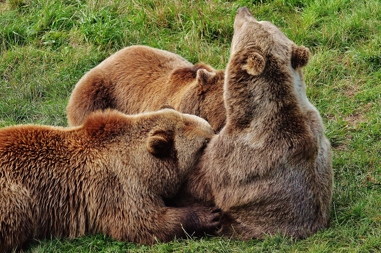 european brown bear suckle young animals free photo