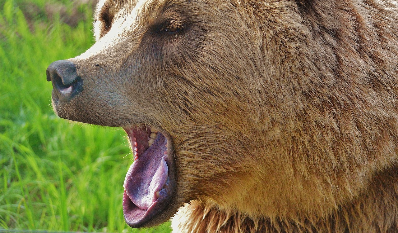 european brown bear wild animal bear free photo