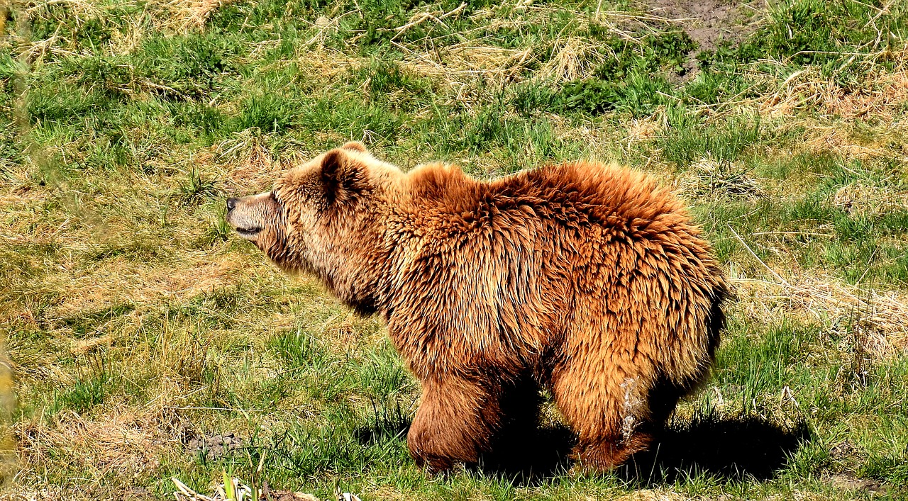 european brown bear wild animal bear free photo