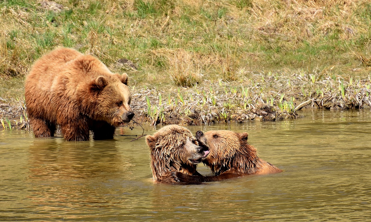 european brown bear water play free photo