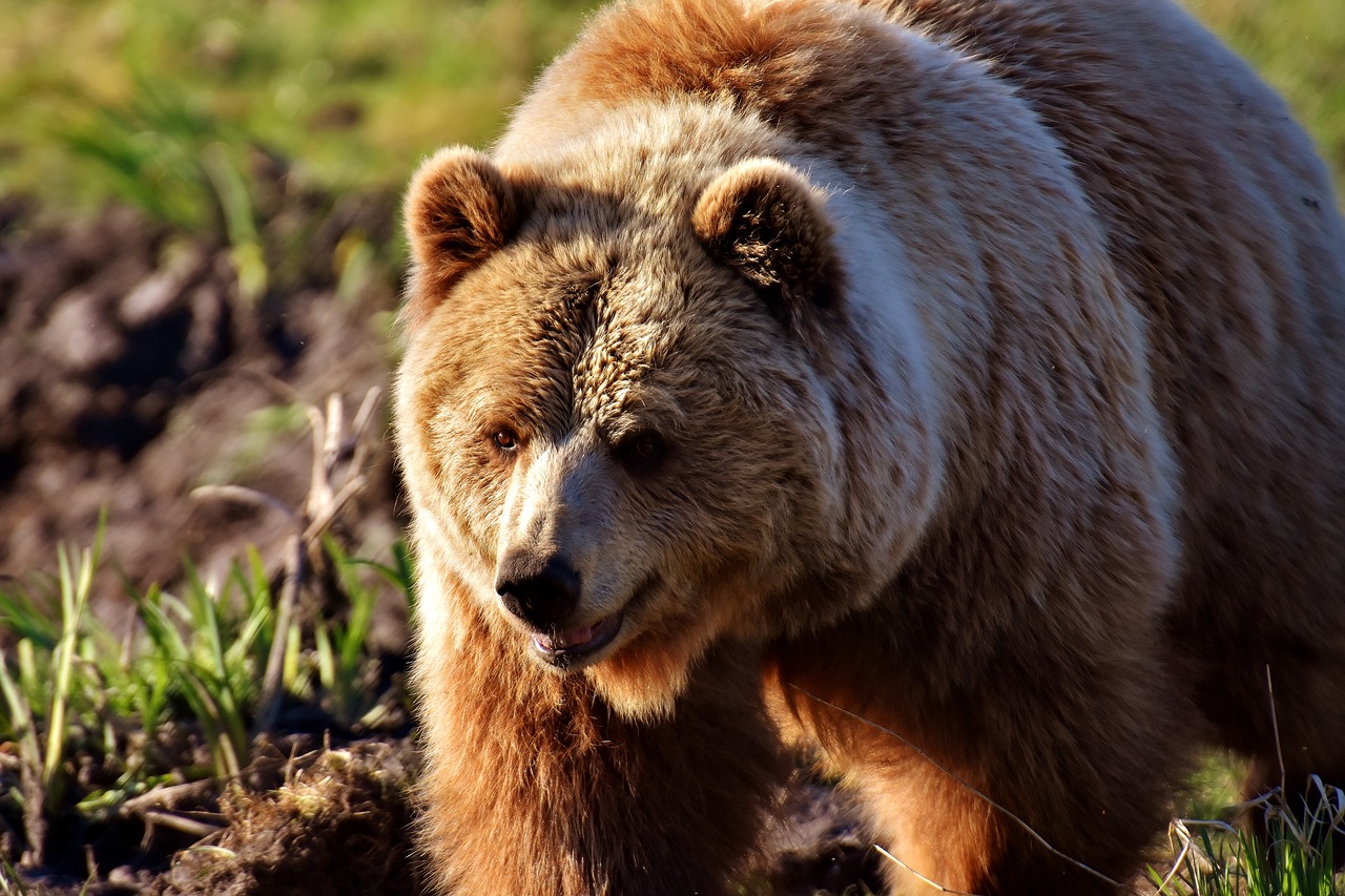 european brown bear wild animal furry free photo