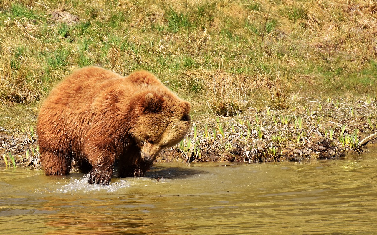 european brown bear wild animal furry free photo