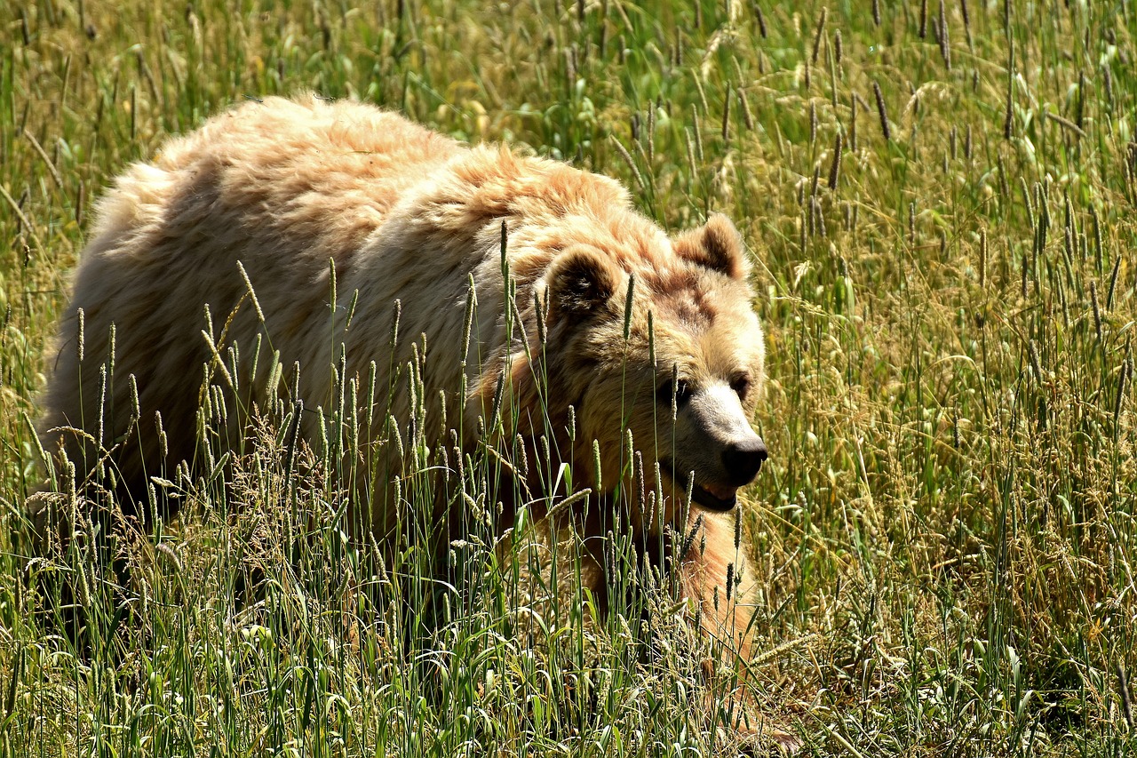 european brown bear bright coat blond free photo