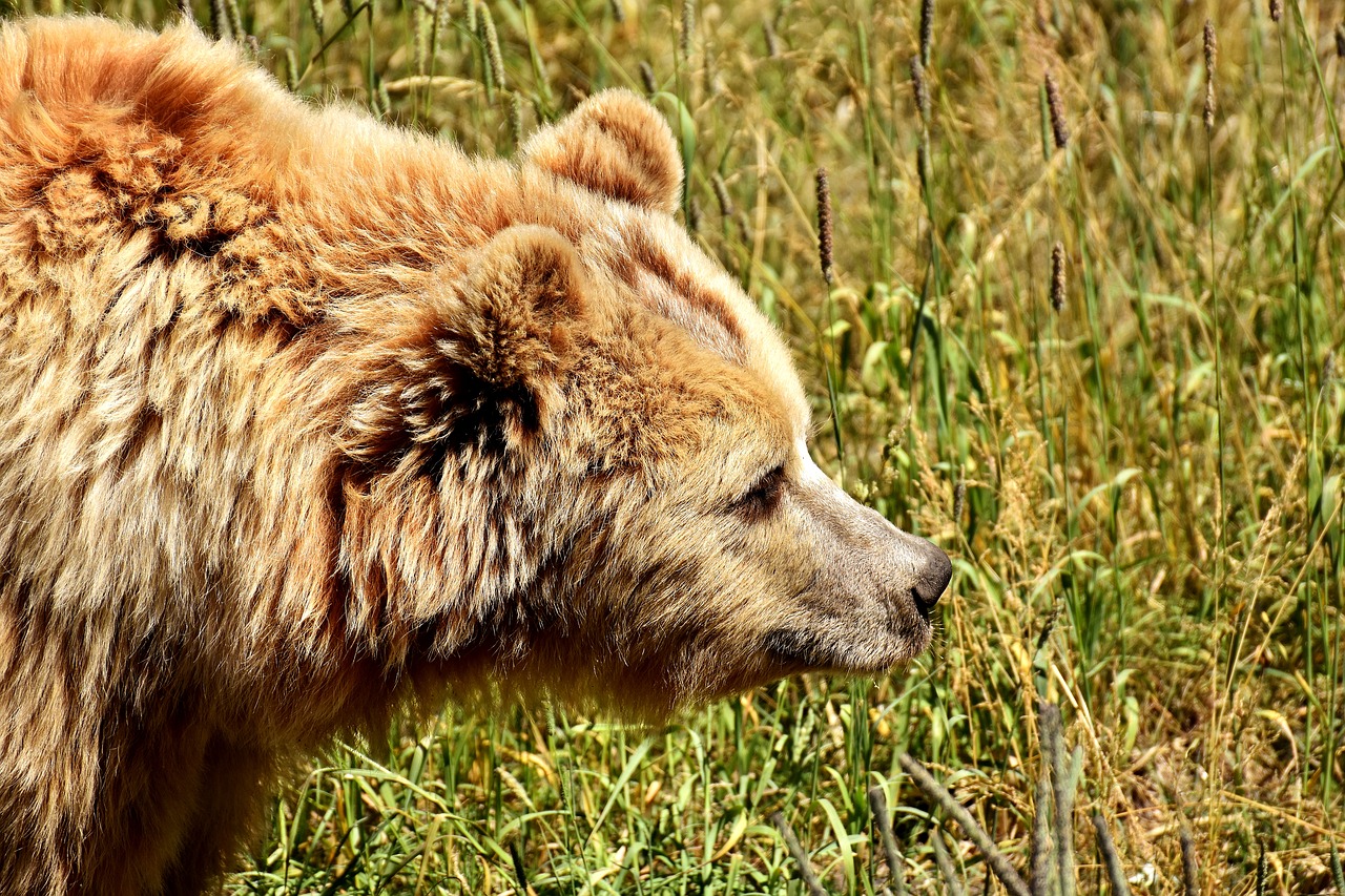european brown bear bright coat blond free photo