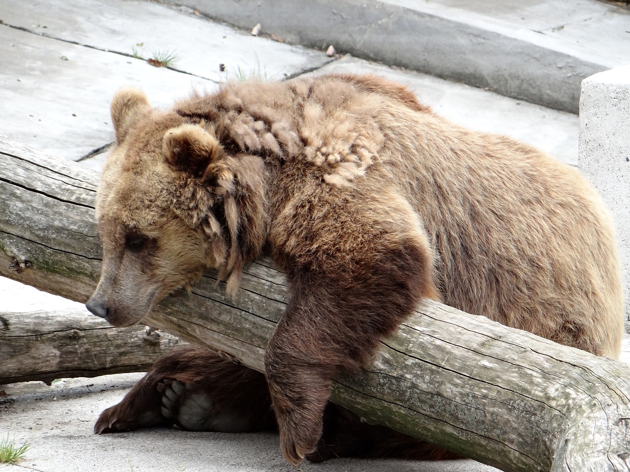 european brown bear the bear zoo free photo