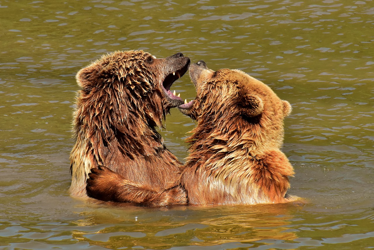 european brown bear  play  fur free photo