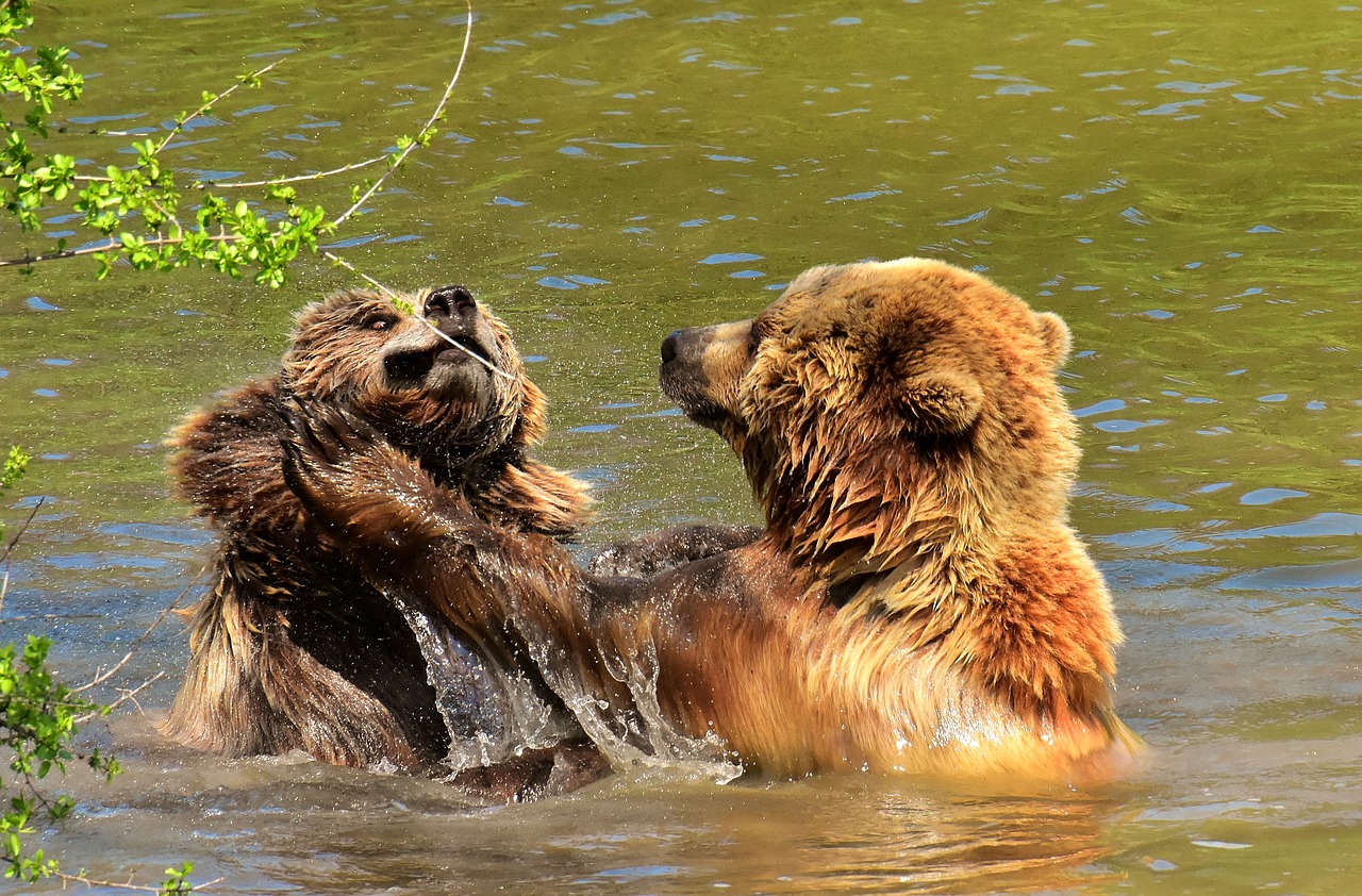european brown bear  play  fur free photo