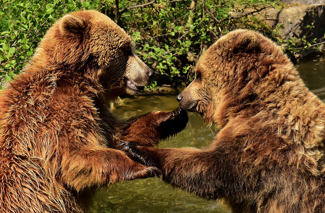 european brown bear  play  together free photo