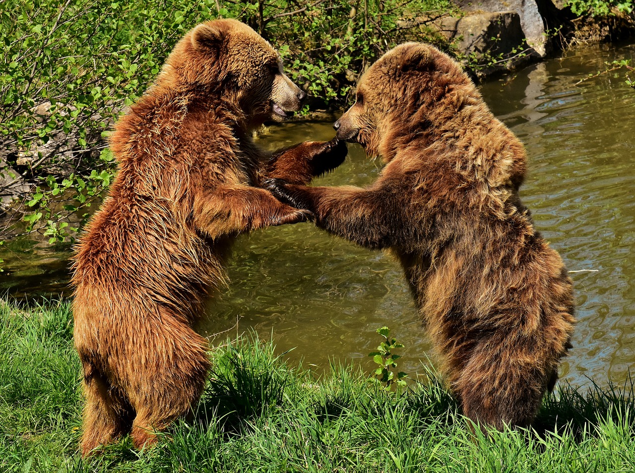european brown bear  play  together free photo