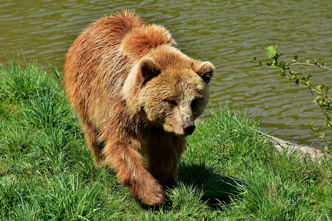 european brown bear  brown bear  nature park free photo