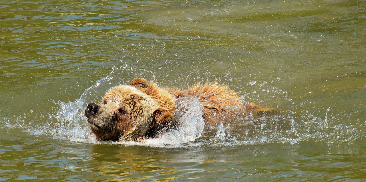 european brown bear  brown bear  nature park free photo