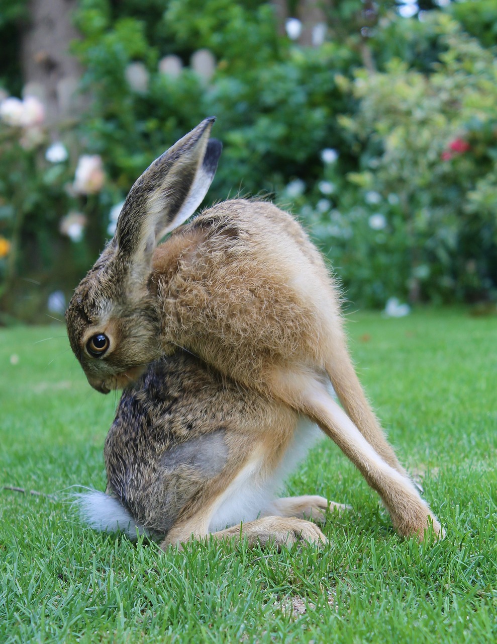 european brown hare  young hare  france free photo