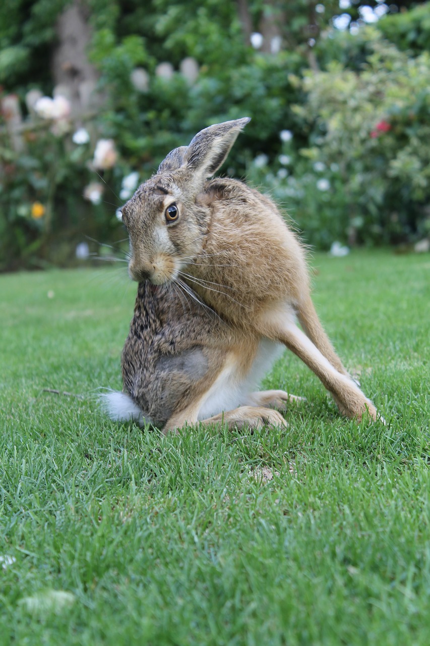 european brown hare  young hare  france free photo