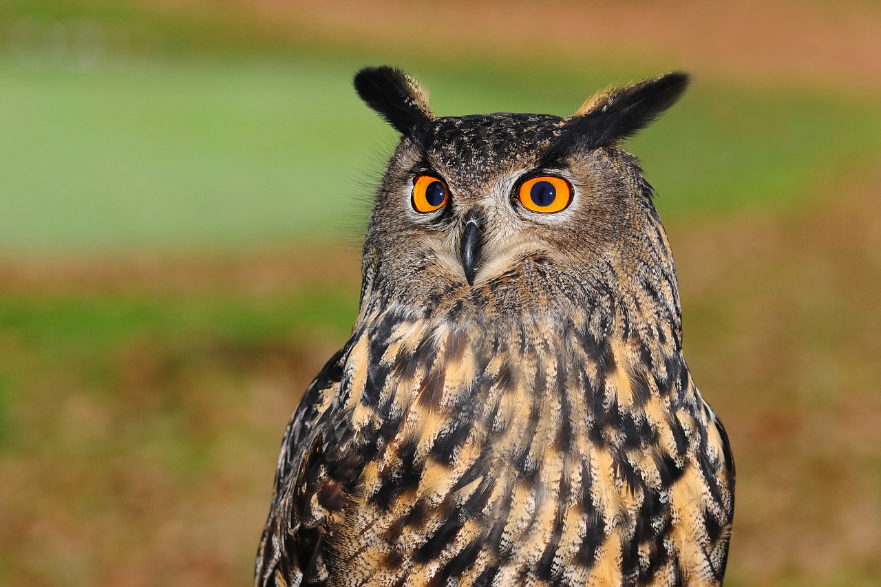 european eagle owl bird of prey owl free photo