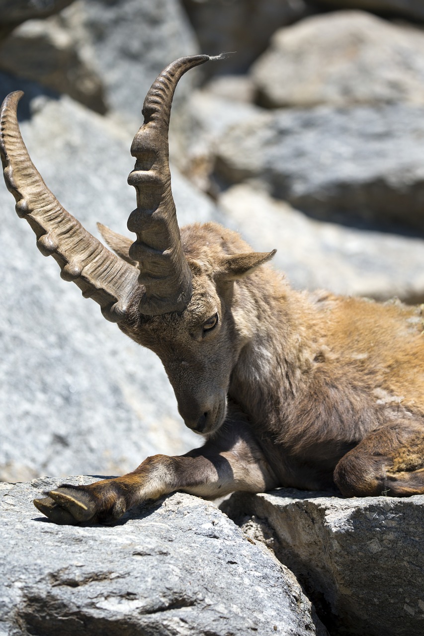 european gemse relaxing large antlers horns free photo