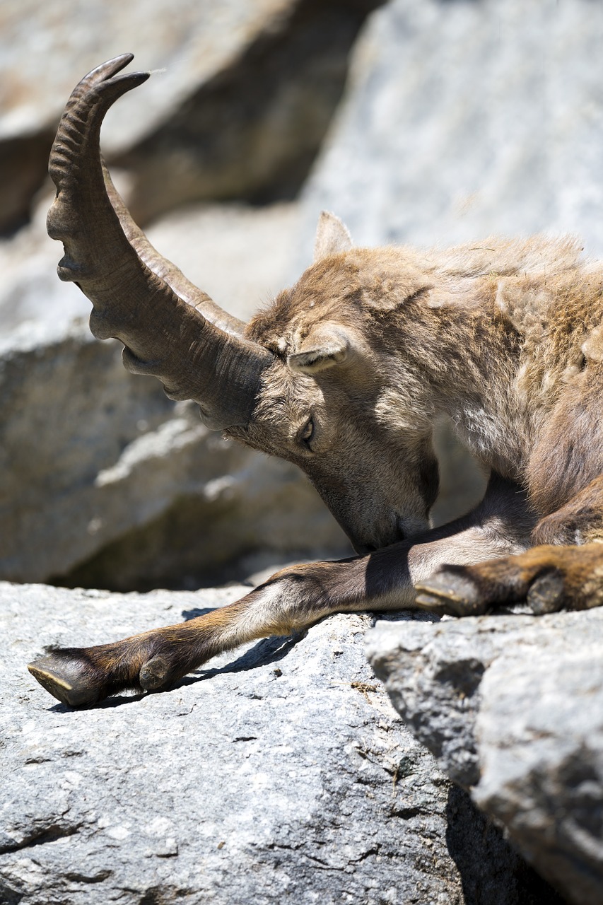 european gemse falling asleep relaxed position large antler horn free photo