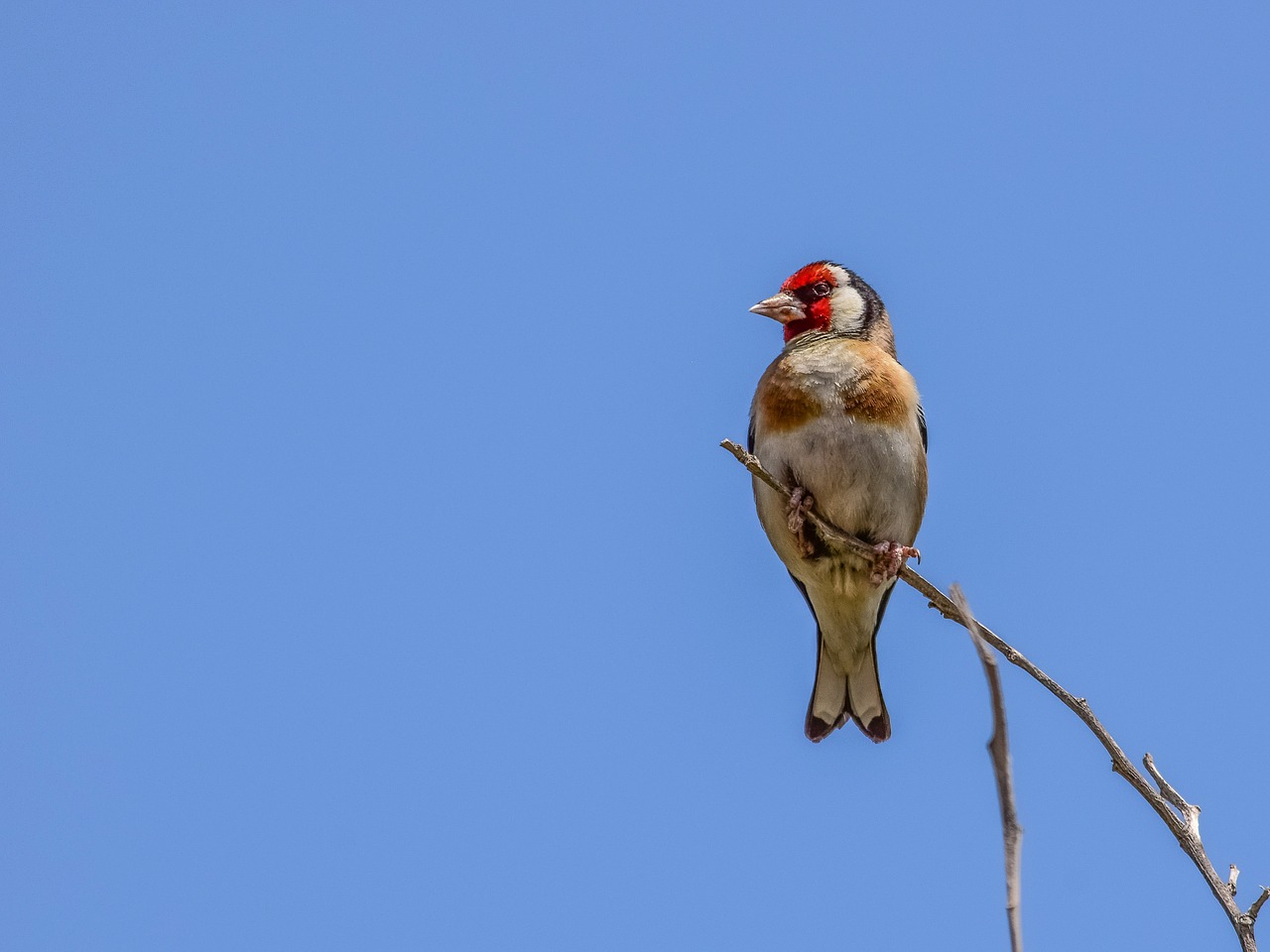 european goldfinch  bird  nature free photo