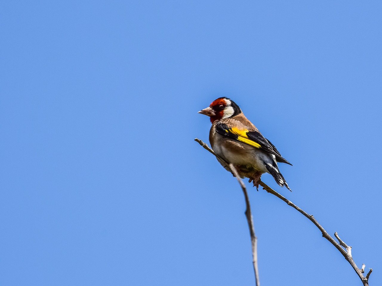 european goldfinch  bird  nature free photo