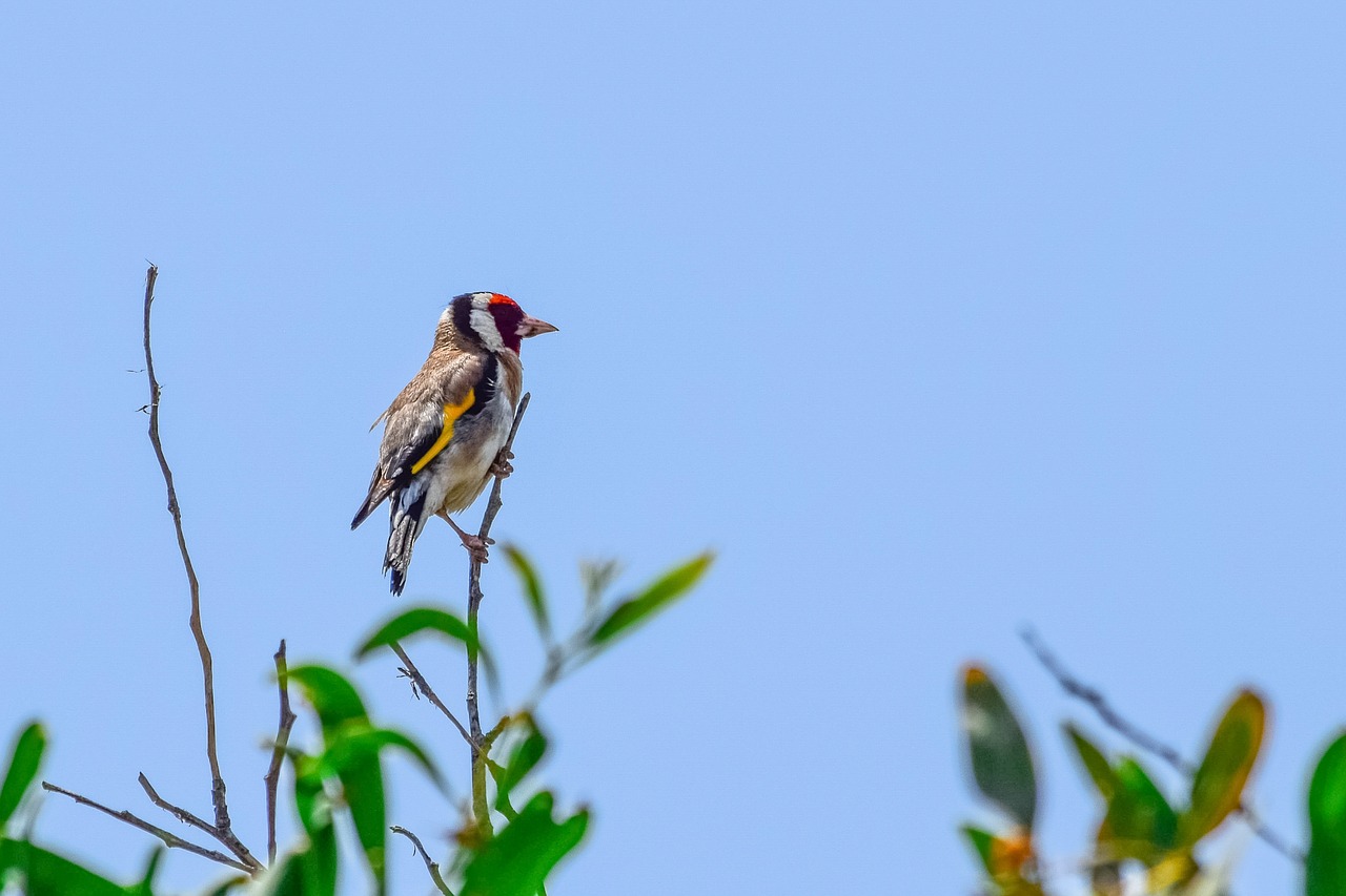european goldfinch  bird  nature free photo