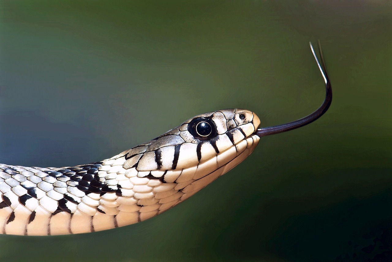 european grass snake reptile macro free photo