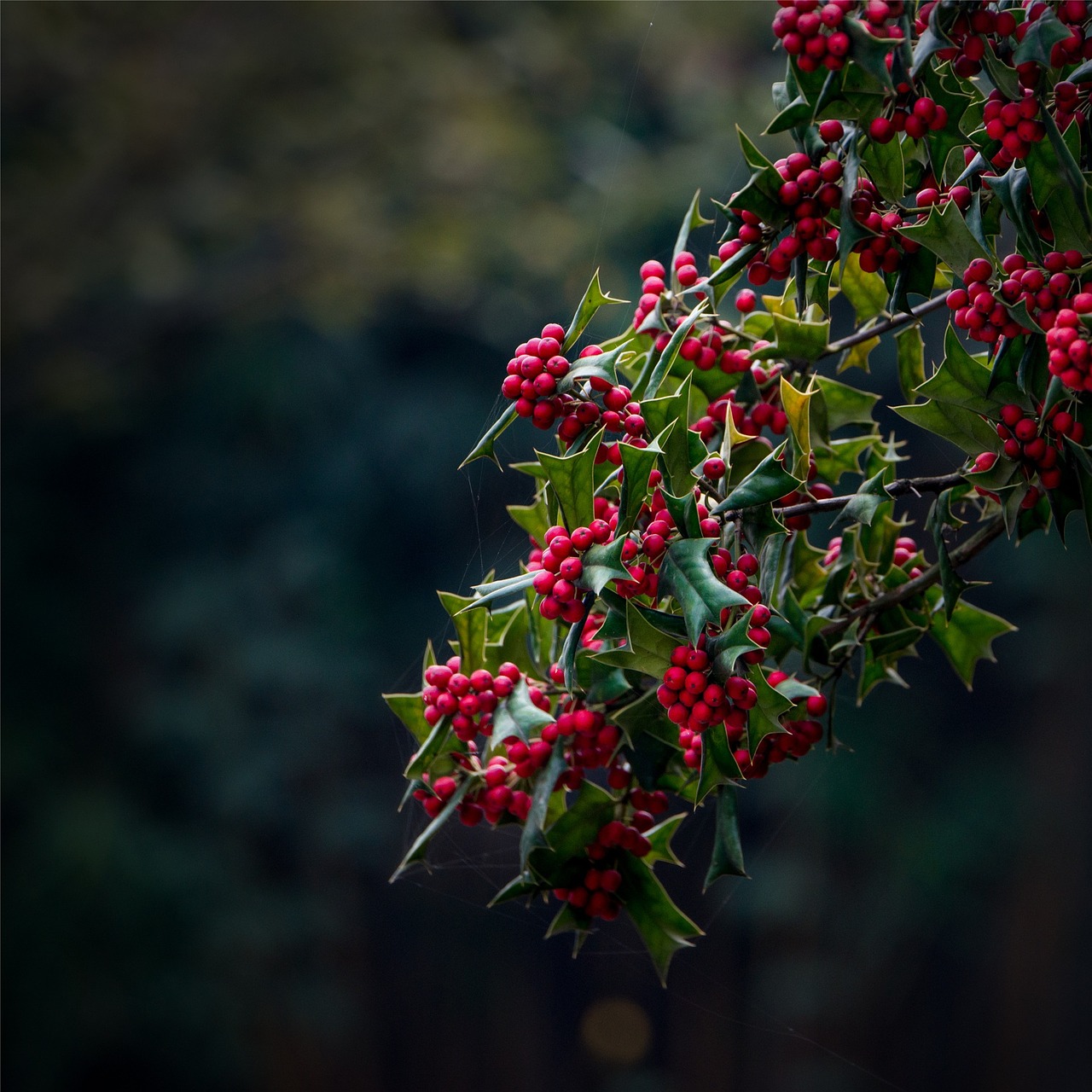 european holly christmas holly plant free photo