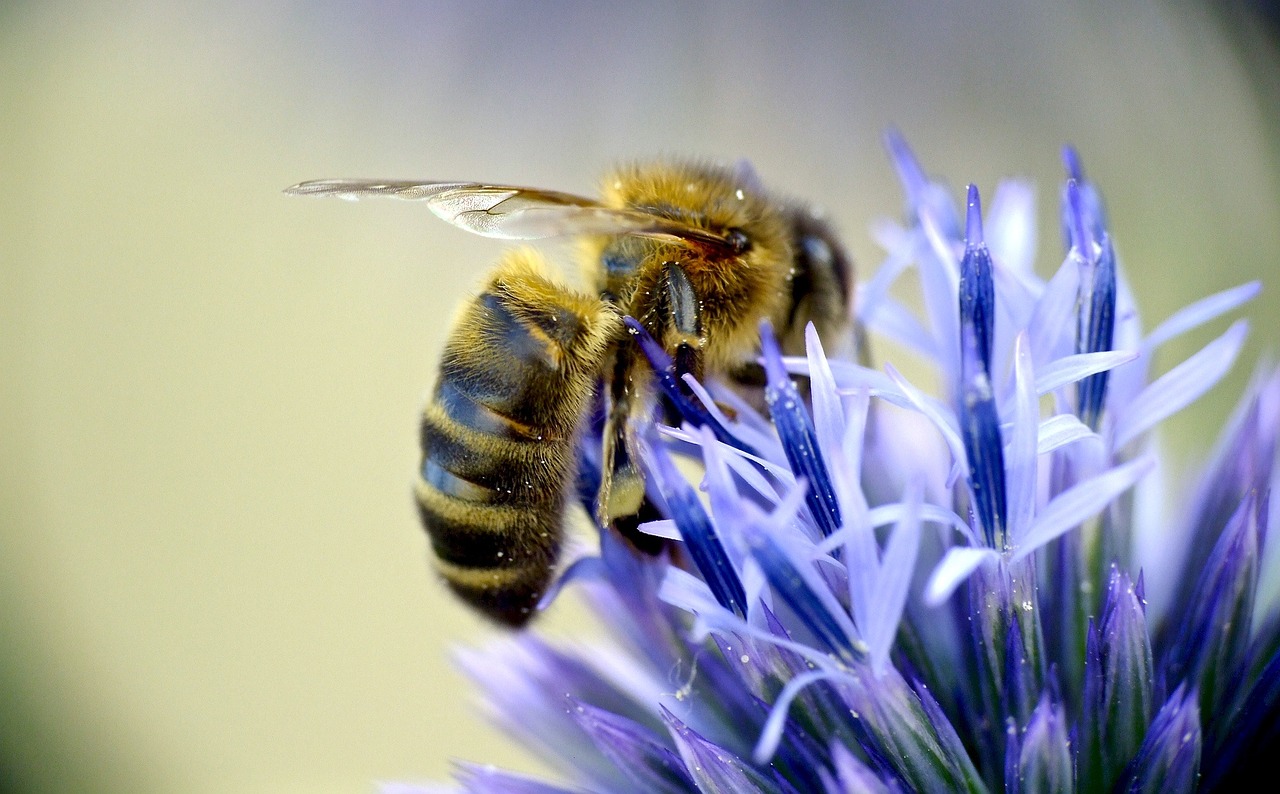 european honeybee pollinator insect free photo