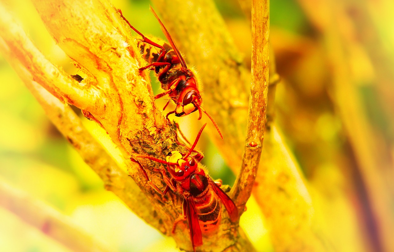 european hornet  insects  branch free photo
