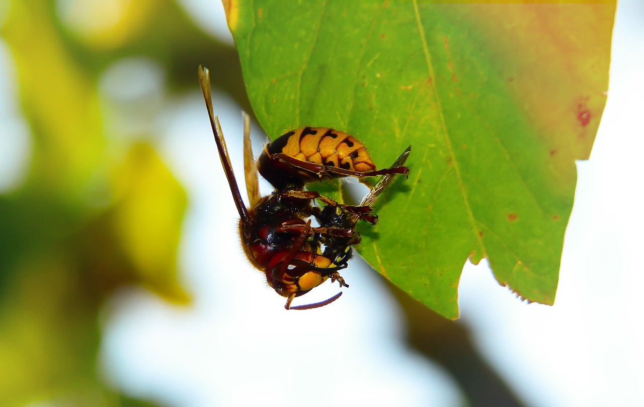 european hornet  insect  victim free photo