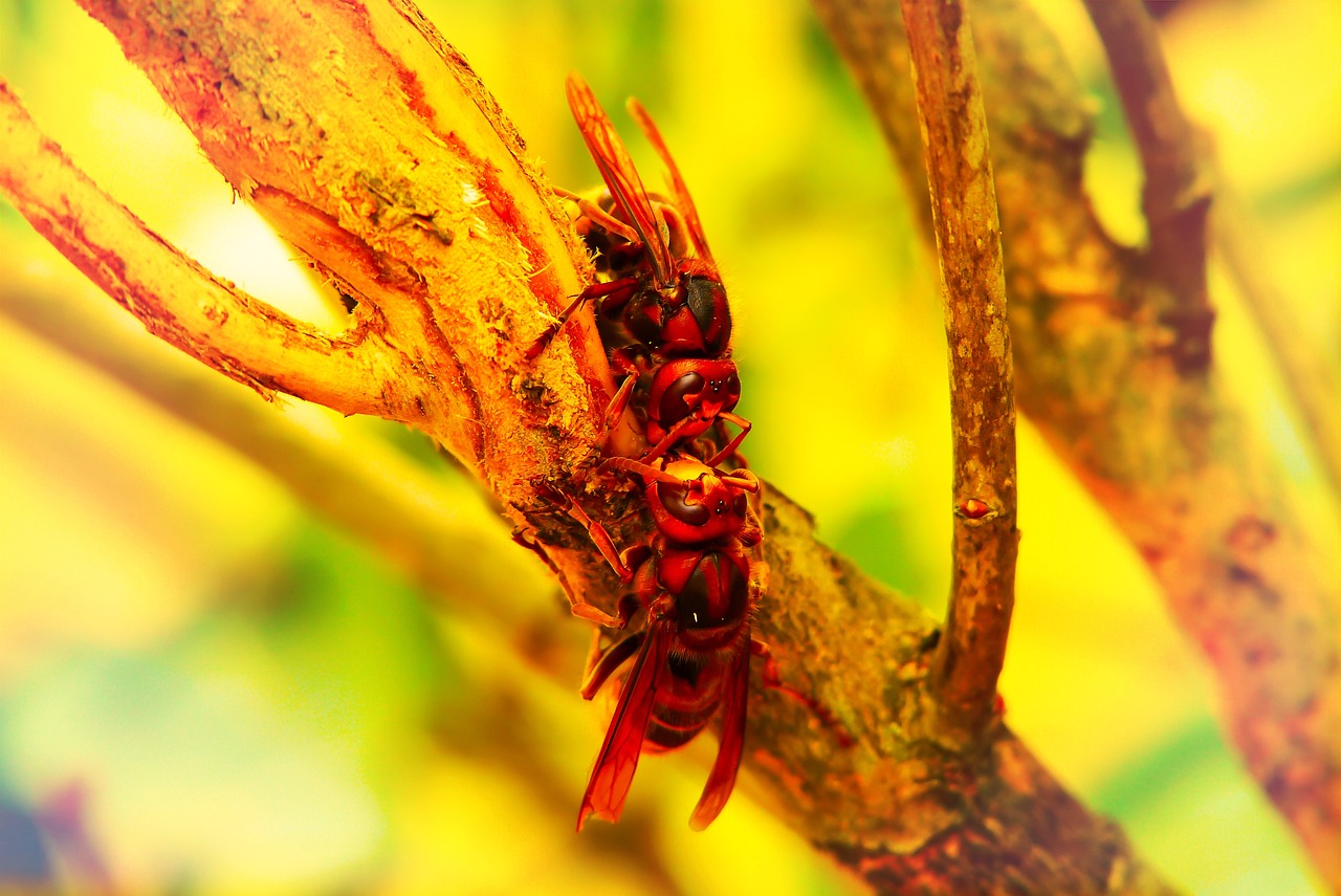 european hornet  insects  the bark free photo