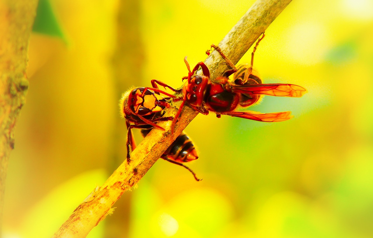 european hornet  insects  work free photo