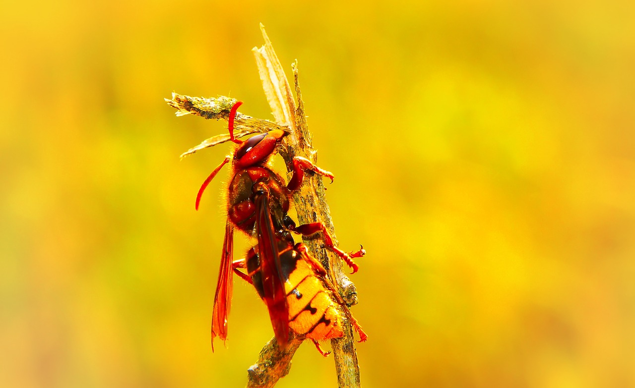 european hornet  insect  work free photo