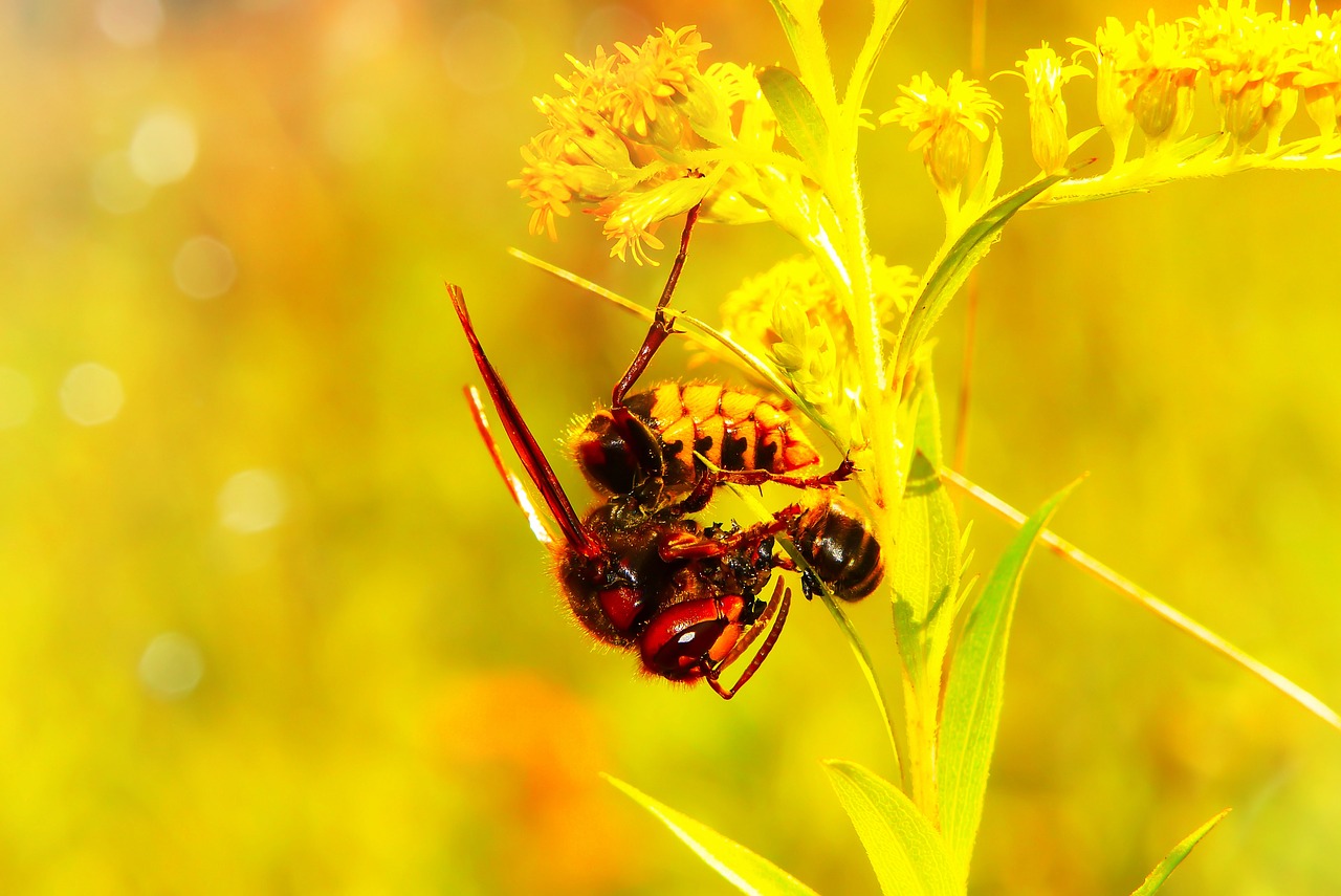 european hornet  bee miodna  food free photo