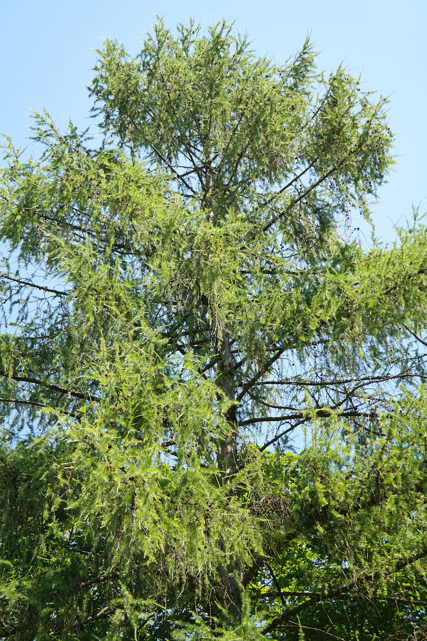 european larch tree conifer free photo