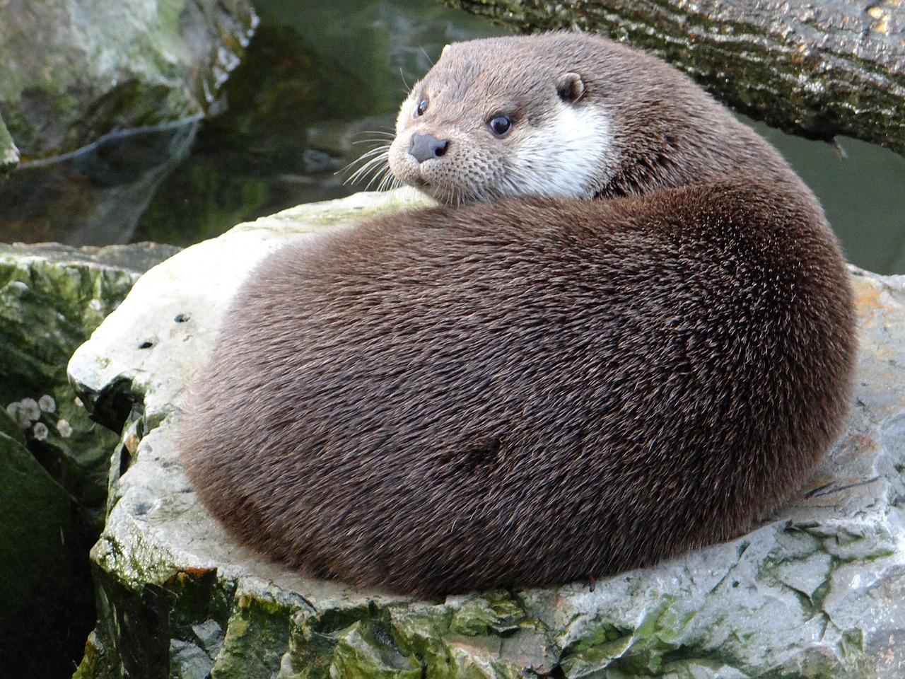 european otter lutra lutra a carnivorous mammal free photo