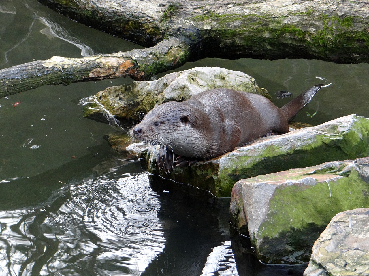 european otter lutra lutra a carnivorous mammal free photo