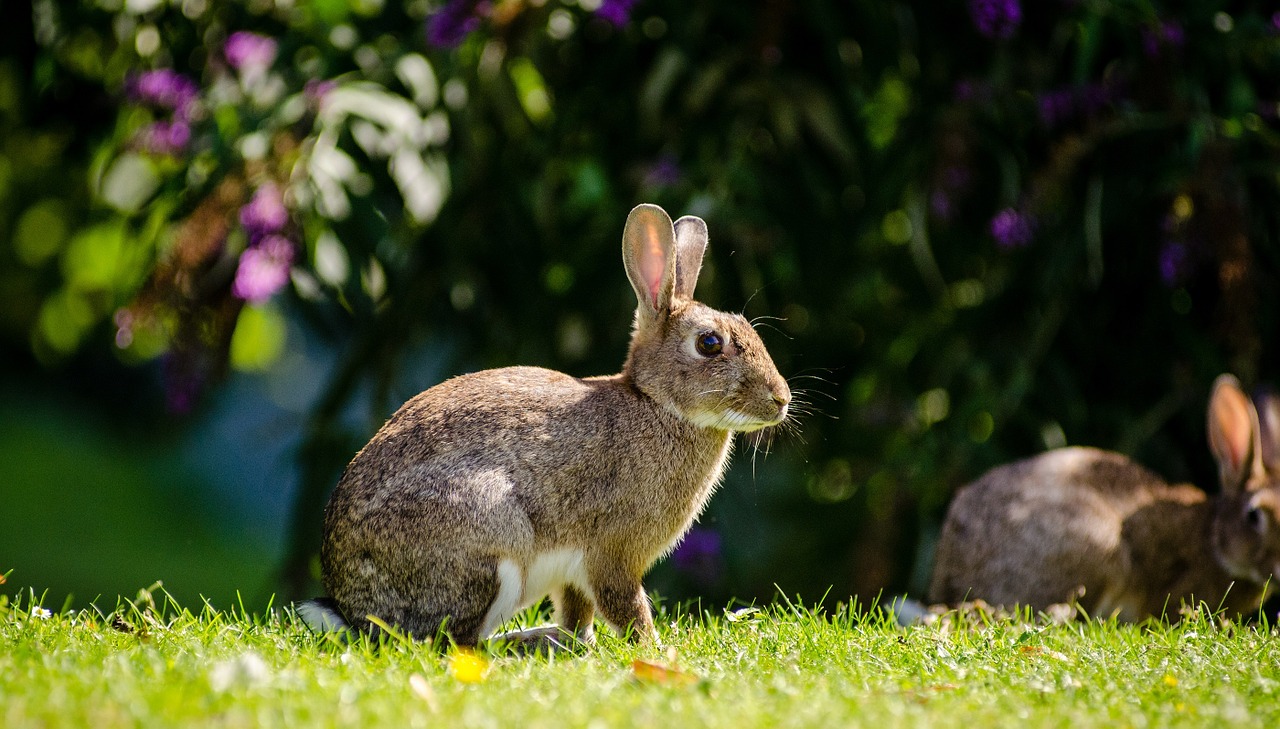 european rabbit portrait wildlife free photo