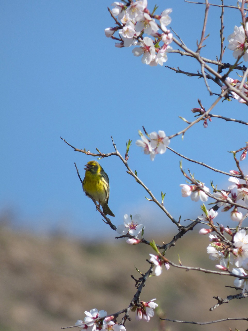 european serin bird serinus serinus free photo