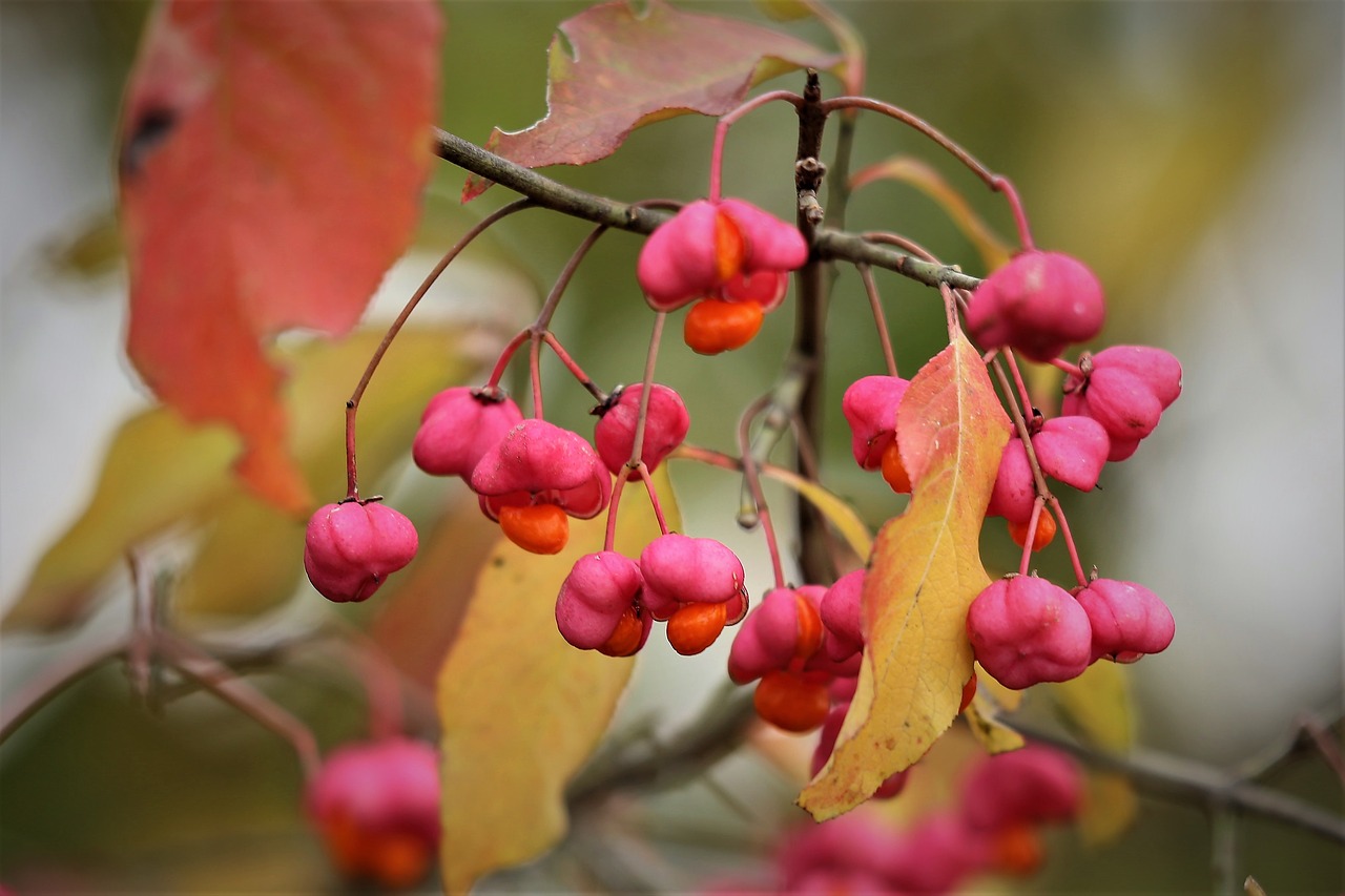 european spindle  euonymus europaeus  toxic free photo