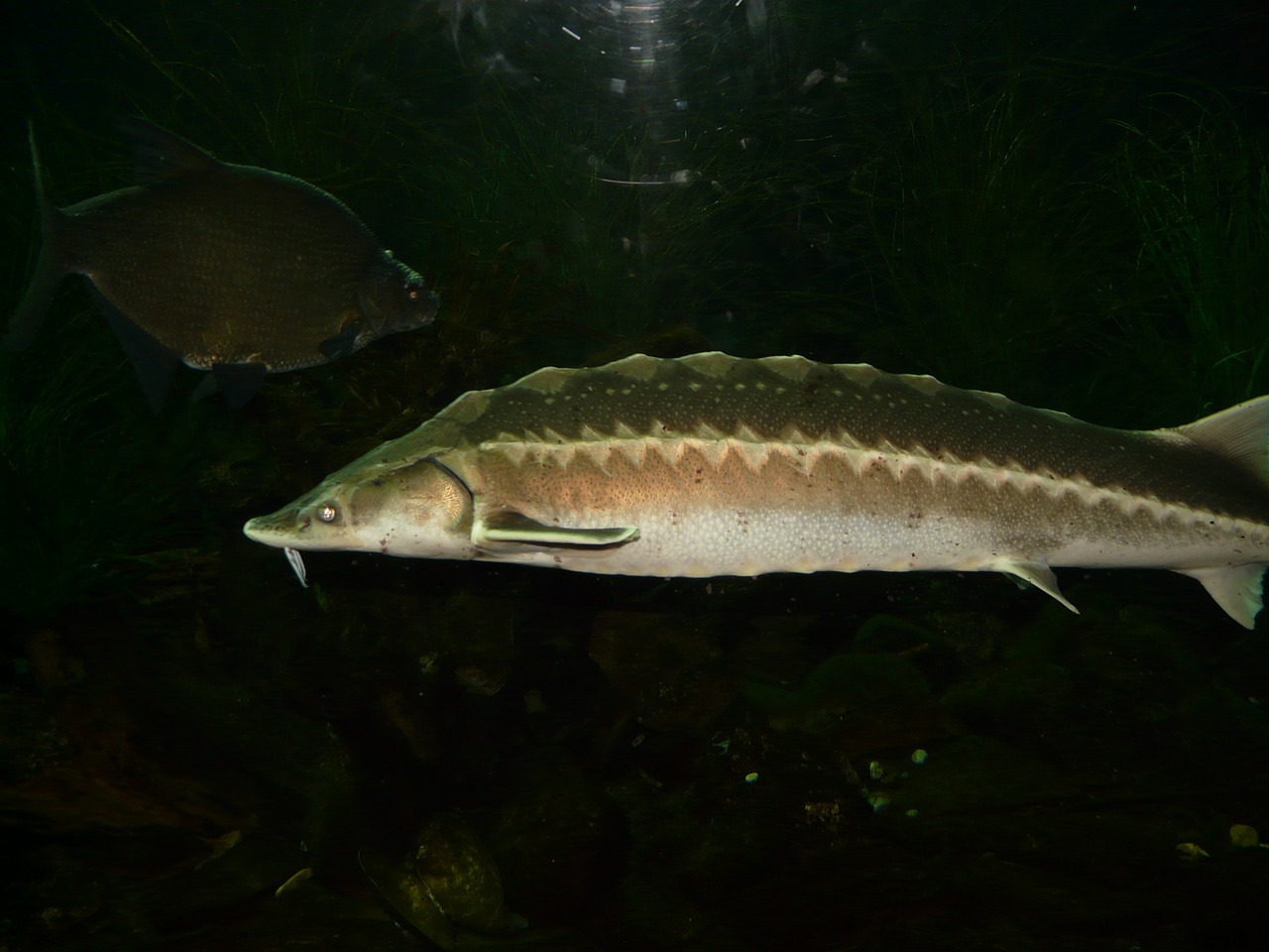 european sturgeon fish swim free photo