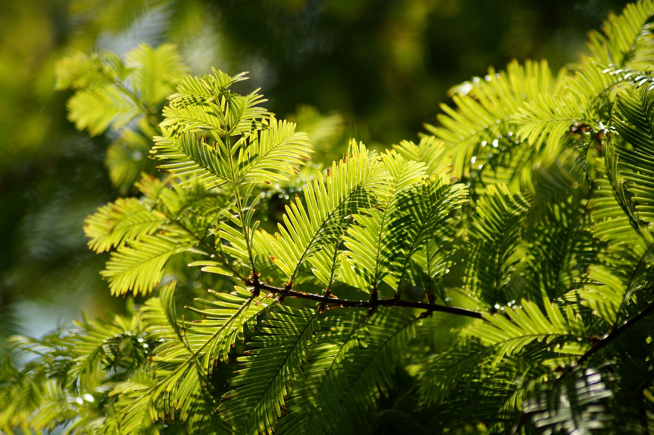 european yew  yew  needle branch free photo