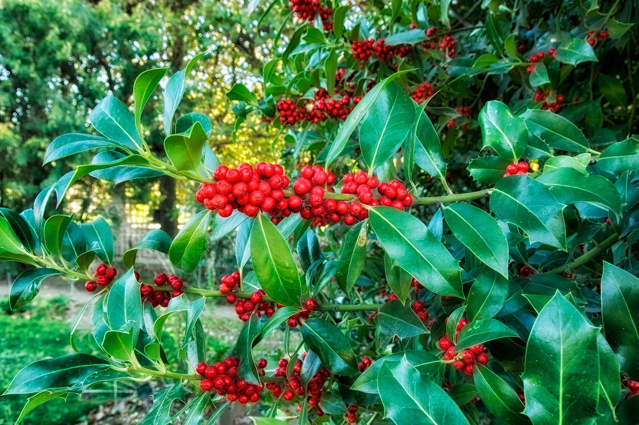 europeon holly plants blooms free photo