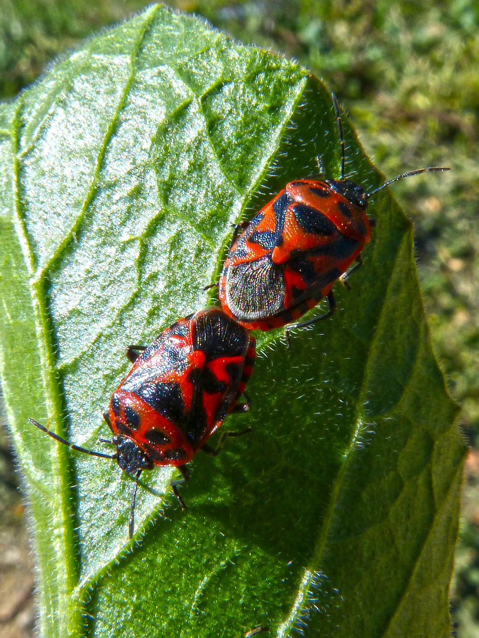 eurydema ornata red bug copulation free photo