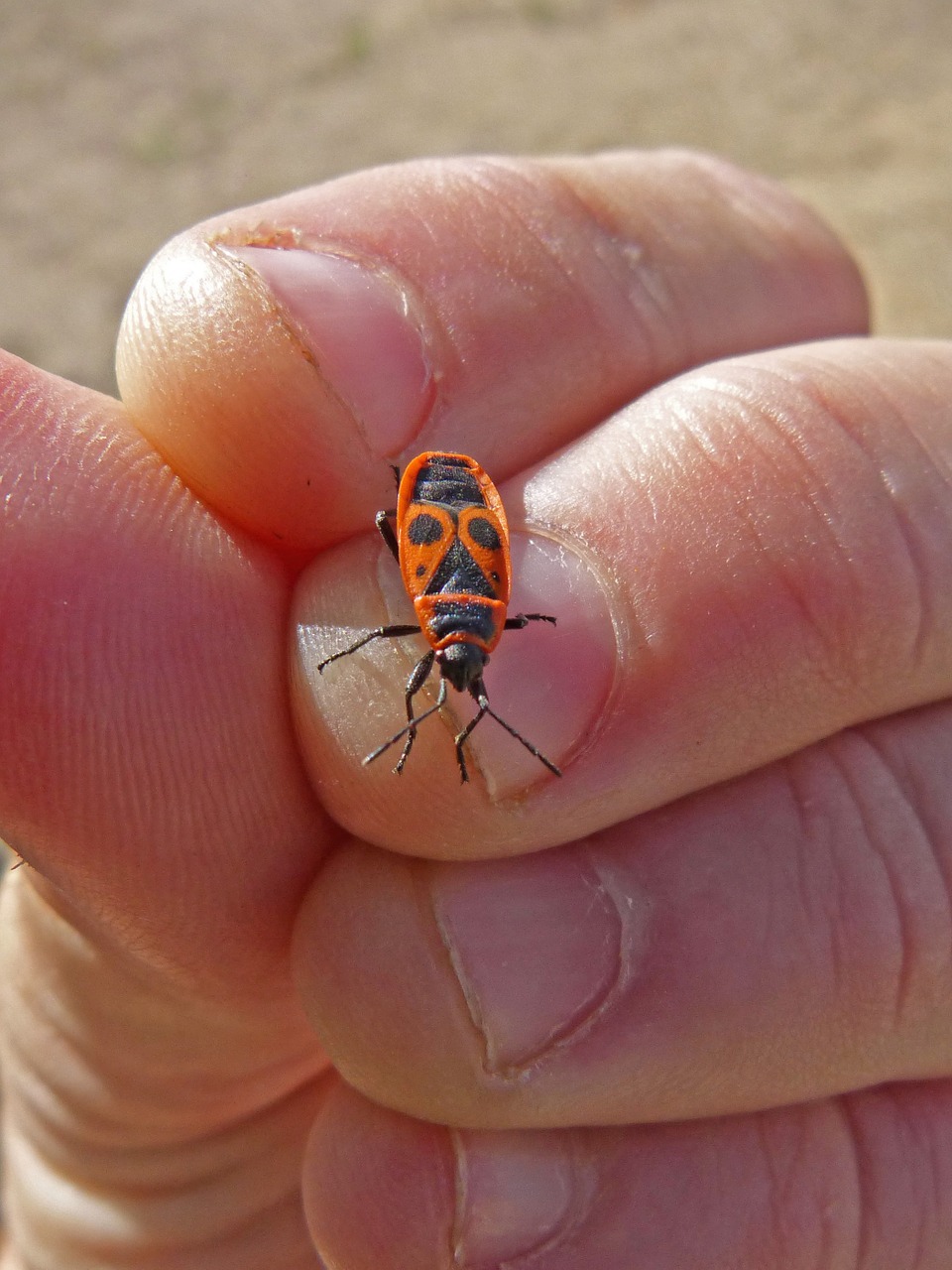 eurydema ornatum red bug beetle insect free photo