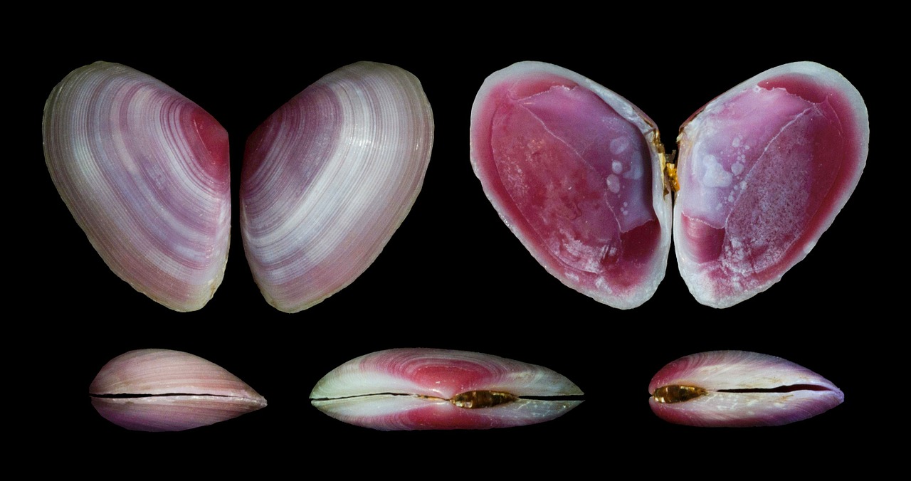 eurytellina lineata shells seashells free photo